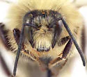 Sanderson's Bumble Bee - photo 4