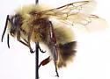 Sanderson's Bumble Bee - photo 5