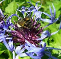 Sitka Bumble Bee - Bombus sitkensis
