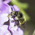 Sitka Bumble Bee - photo 2