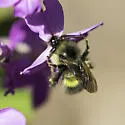 Sitka Bumble Bee - photo 3