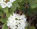 Sitka Bumble Bee - photo 4