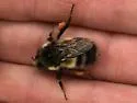 Sitka Bumble Bee - photo 5