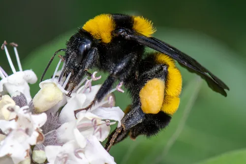 Sonoran Bumble Bee - photo 2