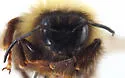 Suckley's Cuckoo Bumble Bee - photo 2