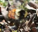 Forest Bumble Bee