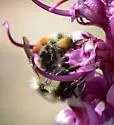 Forest Bumble Bee - photo 2