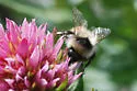 Forest Bumble Bee - photo 3