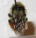 Forest Bumble Bee - photo 4