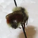 Forest Bumble Bee - photo 5