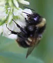 Yellow-banded Bumble Bee