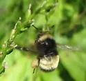 Yellow-banded Bumble Bee - photo 2