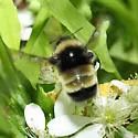 Yellow-banded Bumble Bee - photo 3