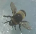 Yellow-banded Bumble Bee - photo 4