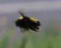 Yellow-banded Bumble Bee - photo 5