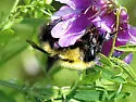 Half-black Bumble Bee