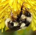 Vancouver Bumble Bee