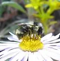 Vancouver Bumble Bee - photo 2