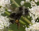 Vancouver Bumble Bee - photo 3