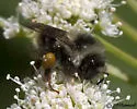 Vancouver Bumble Bee - photo 4