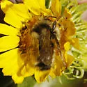 Vancouver Bumble Bee - photo 5