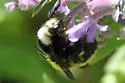 Van Dyke's Bumble Bee - photo 2
