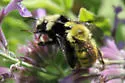 Van Dyke's Bumble Bee - photo 3