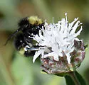 Van Dyke's Bumble Bee - photo 4
