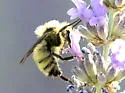 Van Dyke's Bumble Bee - photo 5