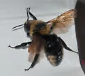 Variable Cuckoo Bumble Bee - Bombus variabilis