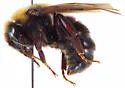 Variable Cuckoo Bumble Bee - photo 3