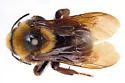 Variable Cuckoo Bumble Bee - photo 4