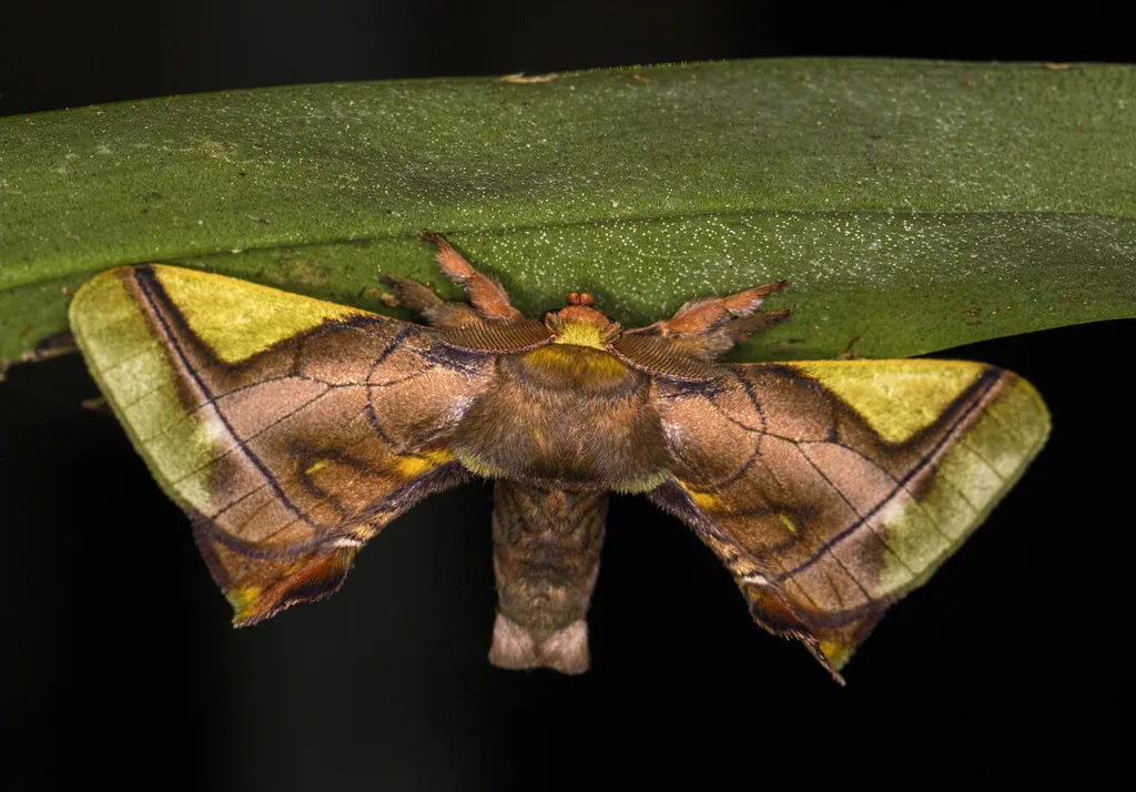 Silkworm Moths - photo 2
