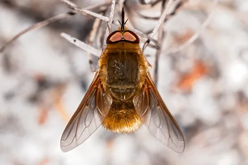 Bee Flies - photo 2