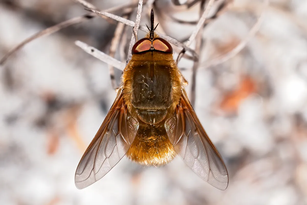 Bee Flies - photo 3