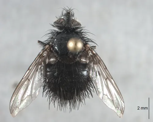 Bombyliomyia soror