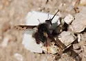 Bombylius albicapillus - photo 2