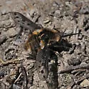 Bombylius albicapillus - photo 3