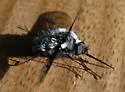 Bombylius albicapillus - photo 4