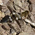 Bombylius albicapillus - photo 5