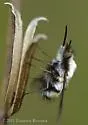 Bombylius anthophilus - photo 2