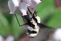 Bombylius anthophilus - photo 3