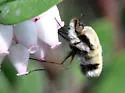 Bombylius anthophilus - photo 4