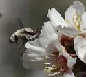 Bombylius anthophilus - photo 5