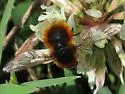 Bombylius ater