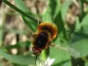 Bombylius ater - photo 2