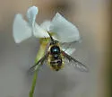 Bombylius atriceps
