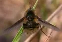 Bombylius atriceps - photo 2