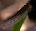 Bombylius atriceps - photo 3