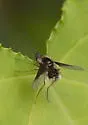 Bombylius atriceps - photo 5